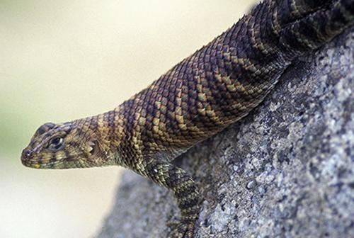 Grantite spiny lizard