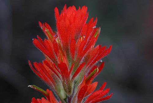 Indian Paintbrush